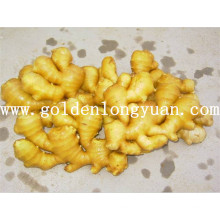 Hot Sales Good Quality Ginger fresco